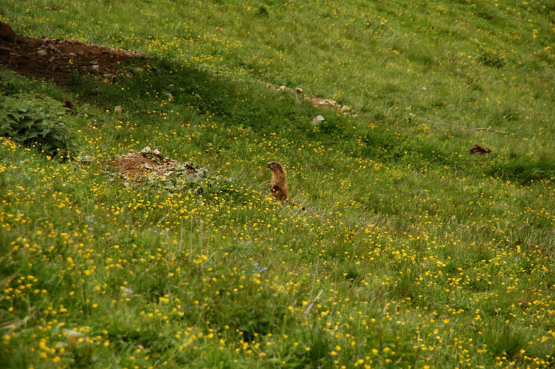 Marmotte del Monte Viezzena